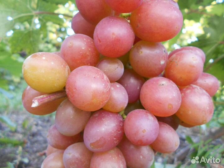 Саженцы винограда