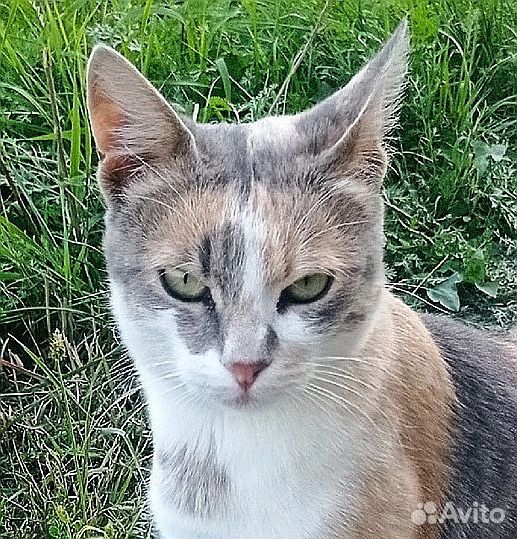 Трехцветка принесет счастье в дом