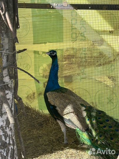 Павлины продажа / два самца и самка