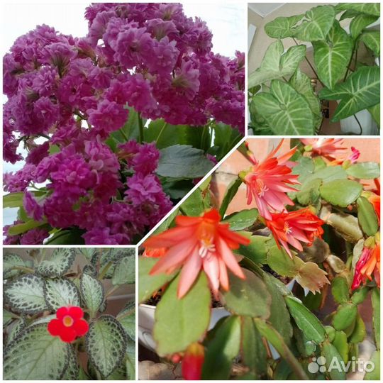 Комнатные цветы