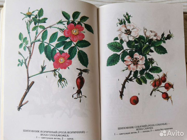 Иллюстрации лекарственных растений в книге