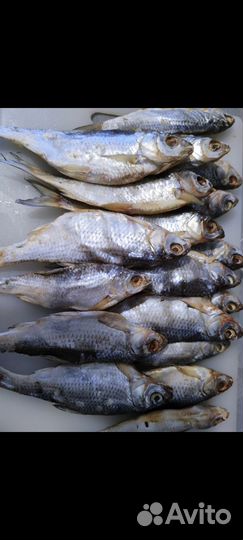 Вобла вяленая свежий улов