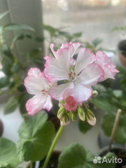 Продам пеларгонию