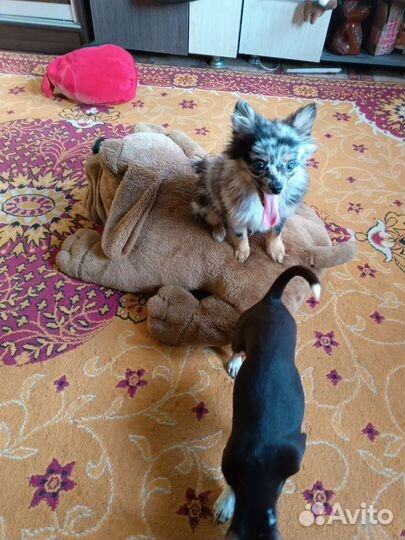 Шпиц мерле подросток