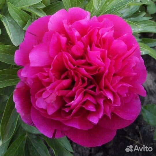 Пион Рубра Плено