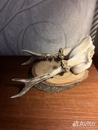 Рога косули