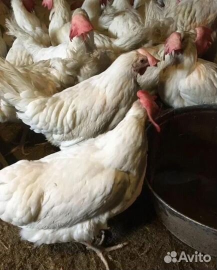 Продам кур несушек