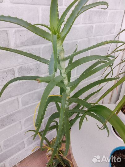 Алоэ Вера 2 года, алоэ древовидный 5 лет