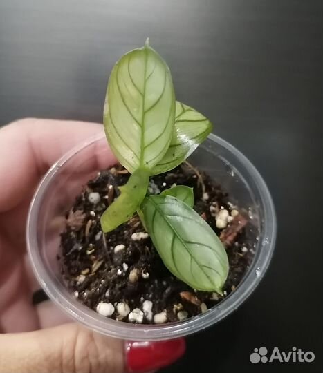 Домашние цветы