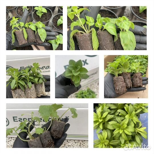 Гибриды вегетативной петунии, калибрахоа, петхоа