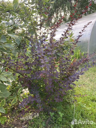 Барбарис тунберга