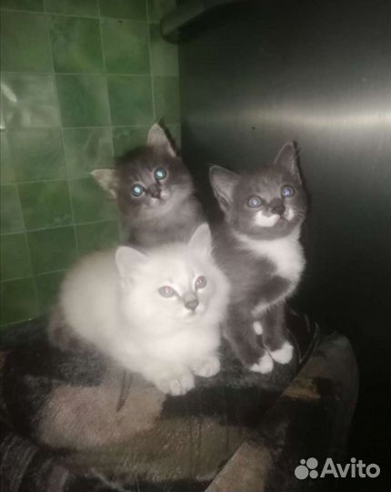 Сибирская кошка