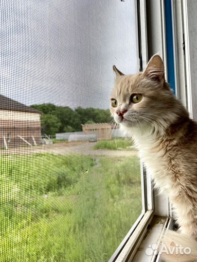 Красотка кошечка инвалид