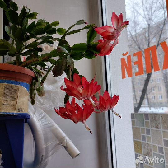 Декабрист