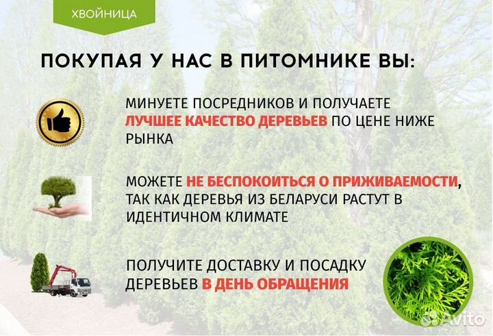 Туи Экстра качкства крупномеры