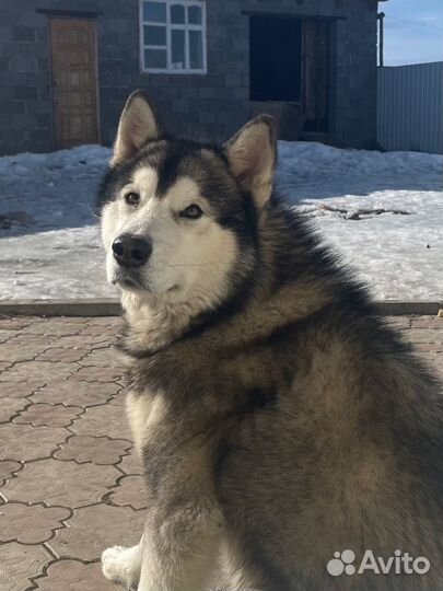 Аляскинский маламут вязка