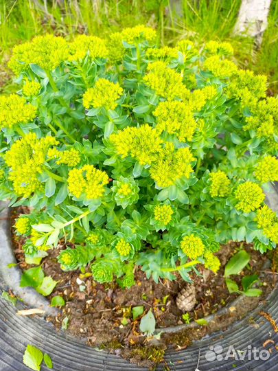 Клубника и цветы многолетние