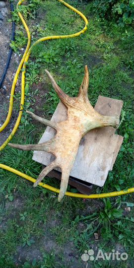 Лосиные рога. 3.6кг