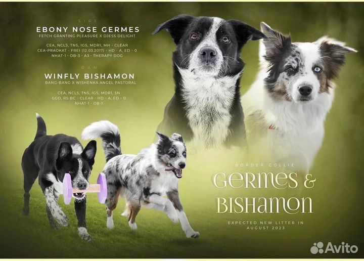 Щенки Бордер Колли