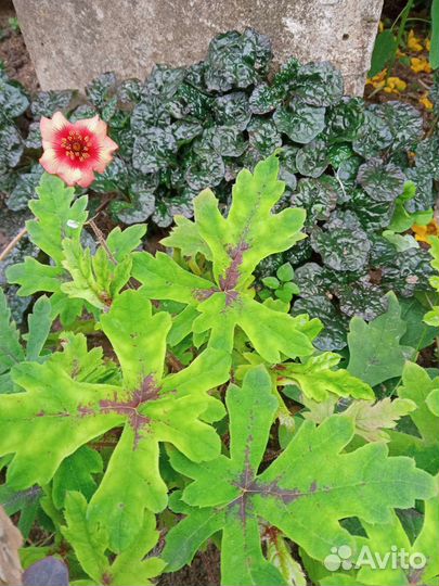 Многолетние растения