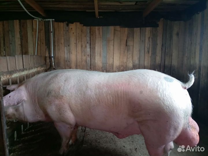 Продаётся хряк