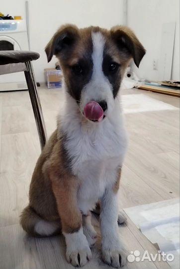 Щенок 3 месяца