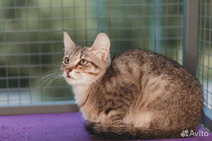 Котик в добрые руки