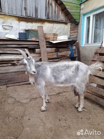 Козы дойные