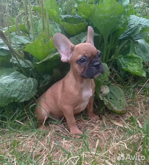 Французики карапузики