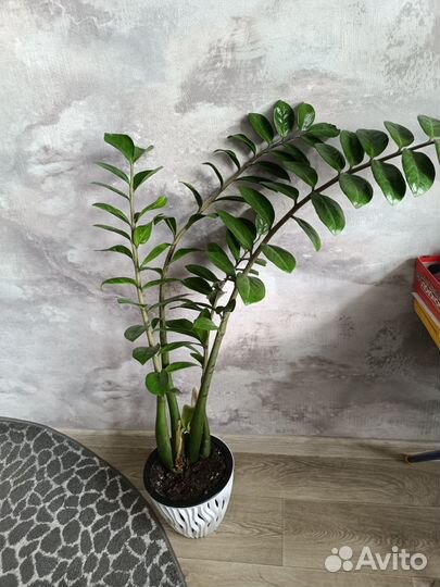 Замиокулькас