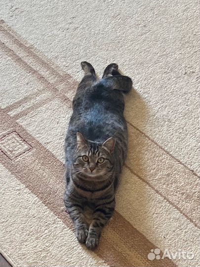 Отдам кота в добрые руки
