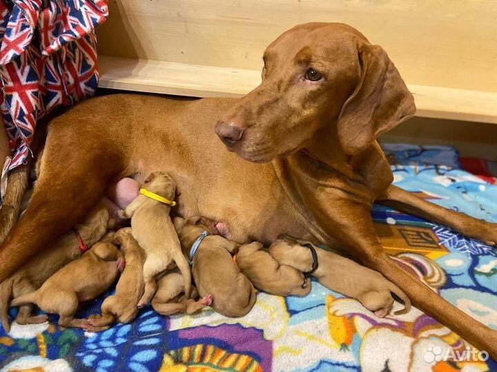 Венгерская выжла - запись на щенков