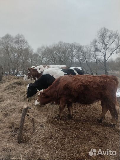 Телки стельные