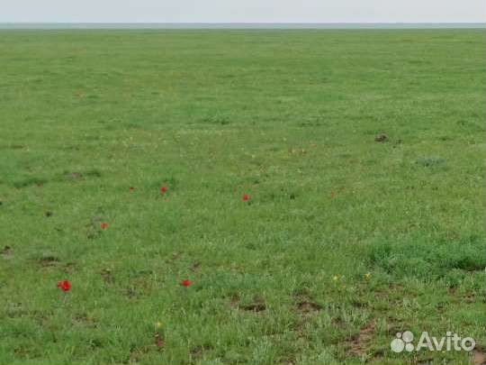 Продаю сено