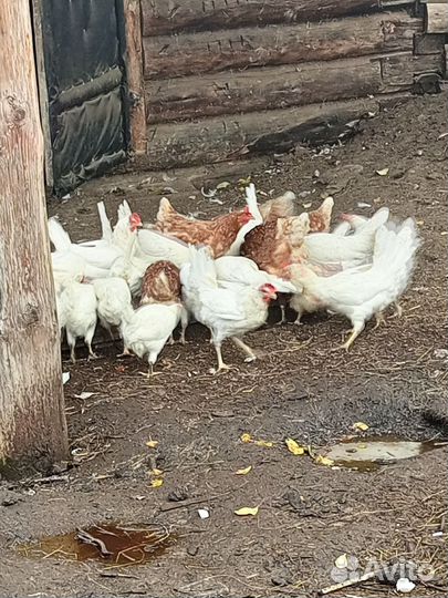 Куры несушки