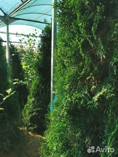 Туя даника и рекурва