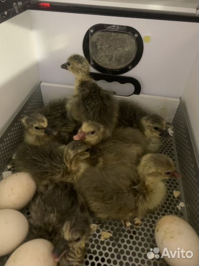 Гусята суточные