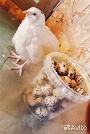 Перепелиные яйца