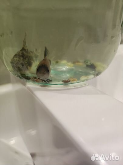 Аквариумные рыбки