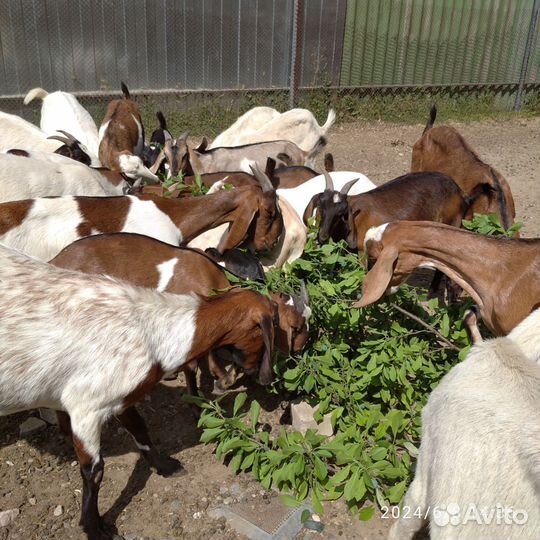 Козы и козлята камори
