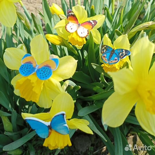 Броши с бабочками