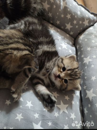 Британские котята