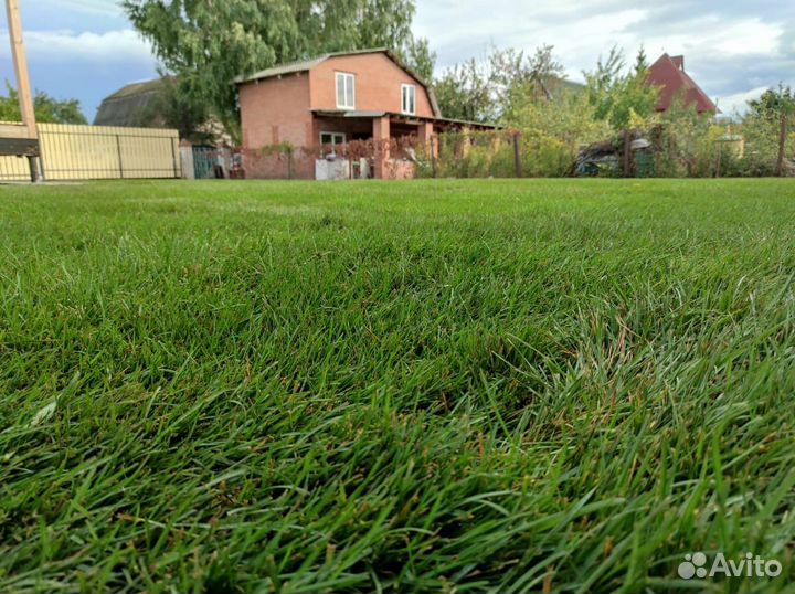 Газон рулонный, Автополив, Аэрация и Скарификация