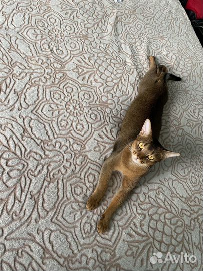 Продам кота