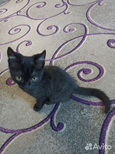 Черный котенок