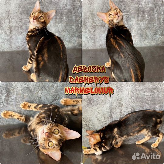 Бенгальские котята