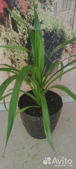 Аихризон, сингониум, сциндапсус марбл эпл панданус