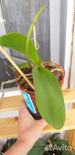 Орхидея фаленопсис