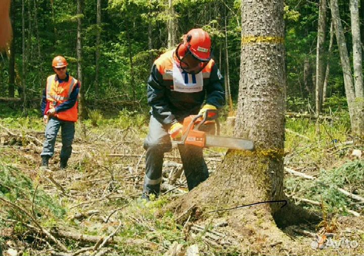 Спил деревьев
