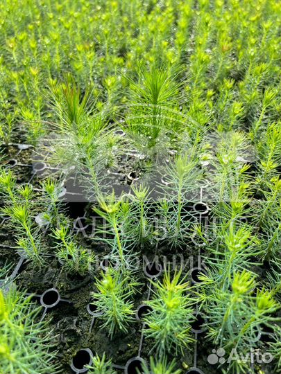 Зкс Сосна сеянцы Ели Лиственницы окс Голуб Горная